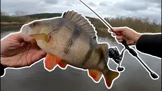 This SMALL pond had some STUNNING perch!