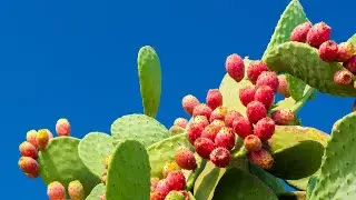 The Benefits of Cactus Water