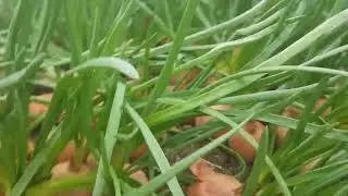 Supplementary lighting for onions in winter