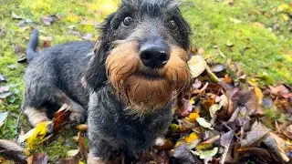 Dachshund Teddy believes that rainbows bring good luck 🐾 🌈