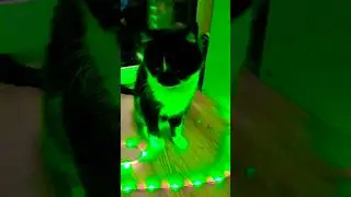 #котики #котенок #кот
