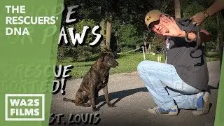 Caught on Camera Dog Rescuer Randy Grim of Rescue St Louis is Denied - Howl & Hope For DoDo Dogs