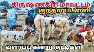 கிருஷ்ணகிரி மாவட்டம் குந்தாரப்பள்ளி மாட்டு சந்தை வளர்ப்பு கன்று குட்டிகள் விற்பனை