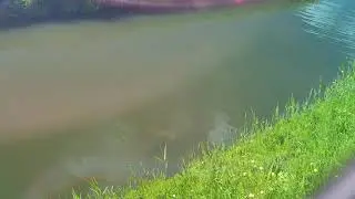 Mega snoek pakt karper!