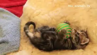 The best funny animals 2021