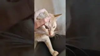 котик