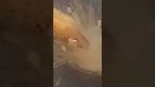 Биение сердца у маленького Аксолотля.