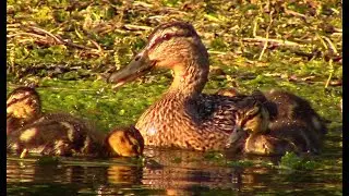 Дикие утки. Кряква с утятами || Wild ducks