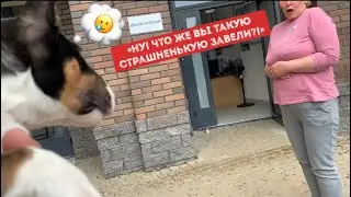 Приручаем щенка бультерьера к туалету.