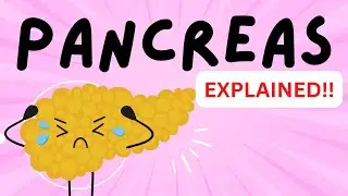 Pancreas - Islets of Langerhan - Alpha Cells - Beta Cells - Glucagon -  Insulin