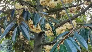 Cara cepat tanam durian dari biji agar berbuah lebat