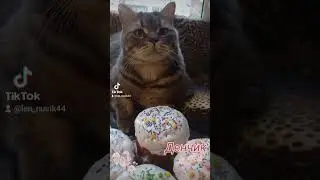 #cat #кот