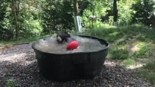 Спа для медведей / Bear SPA