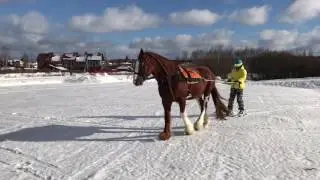 Скиджоринг без всадника. Французская система. Первая попытка.