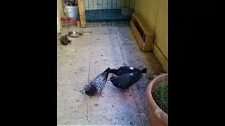 Posta yavruları anne babadan kaç günde ayırmalıyız?