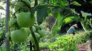 Life in the Korean countryside, harvesting and cooking garden crops during the rainy season~!!