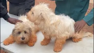 DOG SPA DAY. GROOMING  SERVICE IN HARARE ZIMBABWE
