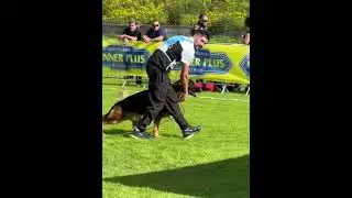 V20 Perro du Domaine de Sanctae Crucis - BSZS 2022 Nurnberg - Stand