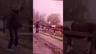 #horse #horses