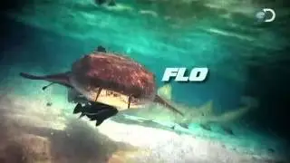 Shark City