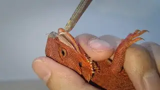 Shedding Skin Day! My Bearded Dragon Can’t Stop Cuddling with Me.