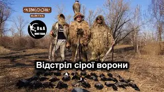 Відстріл сірої ворони