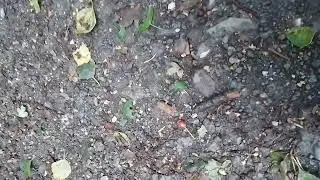 The Toad cam in pooley park