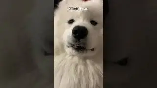That’s me! #fyp #puppy #viral #youtubeshorts #youtube #yt #shorts #videoshort #cute #samoyed #reels