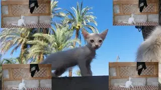 The naughty cat is very funny playing bounce🐈