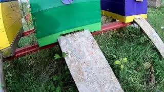 Осы убивают пчел Пчеловодство 2020