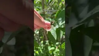 Кольцо заряжено на привлечение клиентов, успеха в делах/ бизнесе на успех