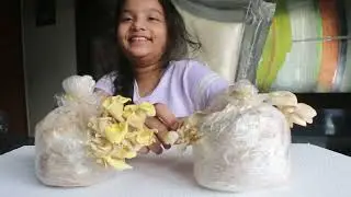 Mushroom Farming at home