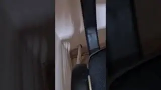 Собака VS богомол #samoyed #самоед #богомол