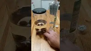 Настойка на скорлупе макадамии #shorts