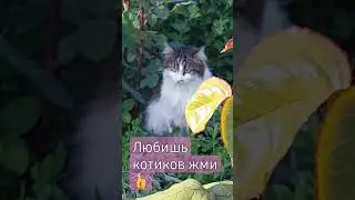 #shortc#Мура просит 👍