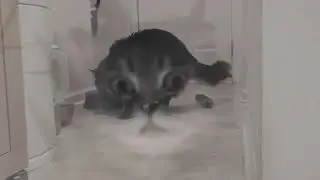 Воспоминания кота | Cat flashback