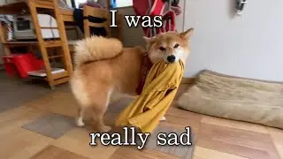 Shiba’s Owner just went out for one hour
