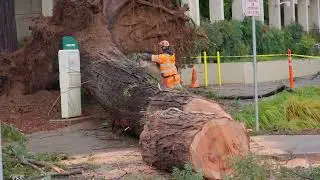 Sacramento State - Storm Cleanup - 2023-01-09