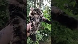 #мейнкун котик Валентино 6 месяцев может стать вашим😻#мейнкункотята #kitten #cat #mainecoon #кот