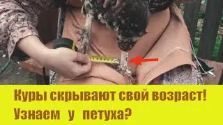 Возможно ли определить возраст курицы?  Какого цвета яйца будут у курицы? 