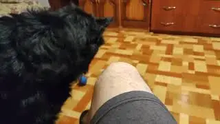 Игруля Юника и её мячик.