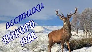 ОЛЕНЬ - хозяин леса!  САМОЕ ИНТЕРЕСНОЕ