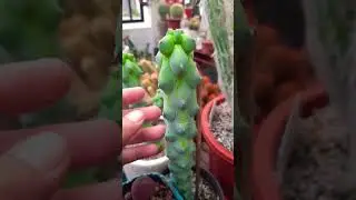 #Succulent #plant #succulents #plants #cactus #propagation #homegarden #care #tips