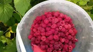 ВЛОГ🏵️Обо всём понемногу 🏵️