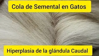 Stallion Tail in Cats or Caudal Gland Hyperplasia