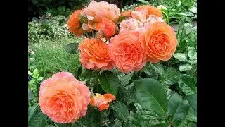 THE BEST ENGLISH ROSES IN MY GARDEN