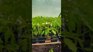 Frenzy of Tomatoes!