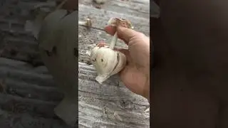 Separating garlic cloves with one hand 单手拆蒜瓣