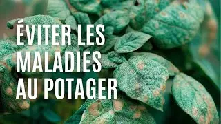 TUTO: COMMENT NE PAS AVOIR DE MALADIES AU POTAGER