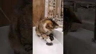 Кошка не умеет пить из под крана ахахахахаха